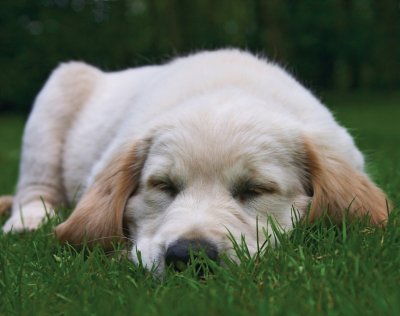 Golden abrador puppy sleeping